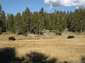bison grazing.JPG